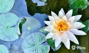 Cara Menana Bunga Lotus Di Rumah Yang Benar