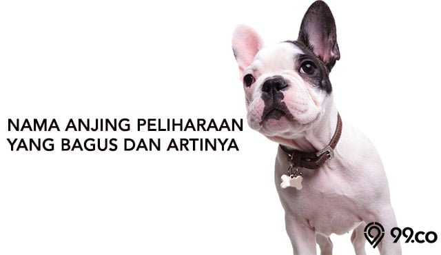 Nama Untuk Peliharaan Anjing