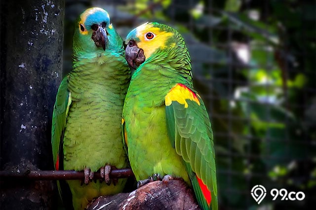 Burung Peliharaan Yang Pandai Bicara