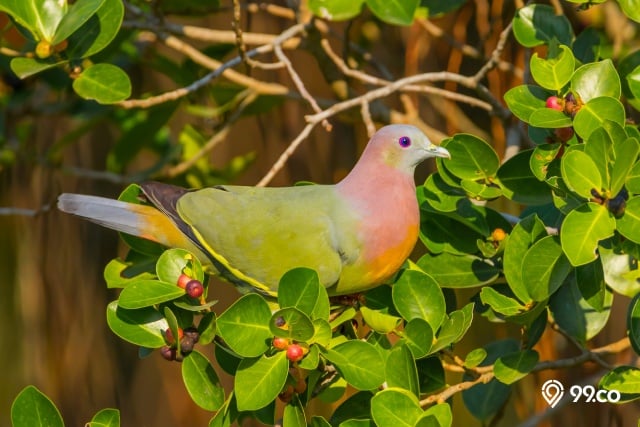 Makanan Burung Punai Peliharaan